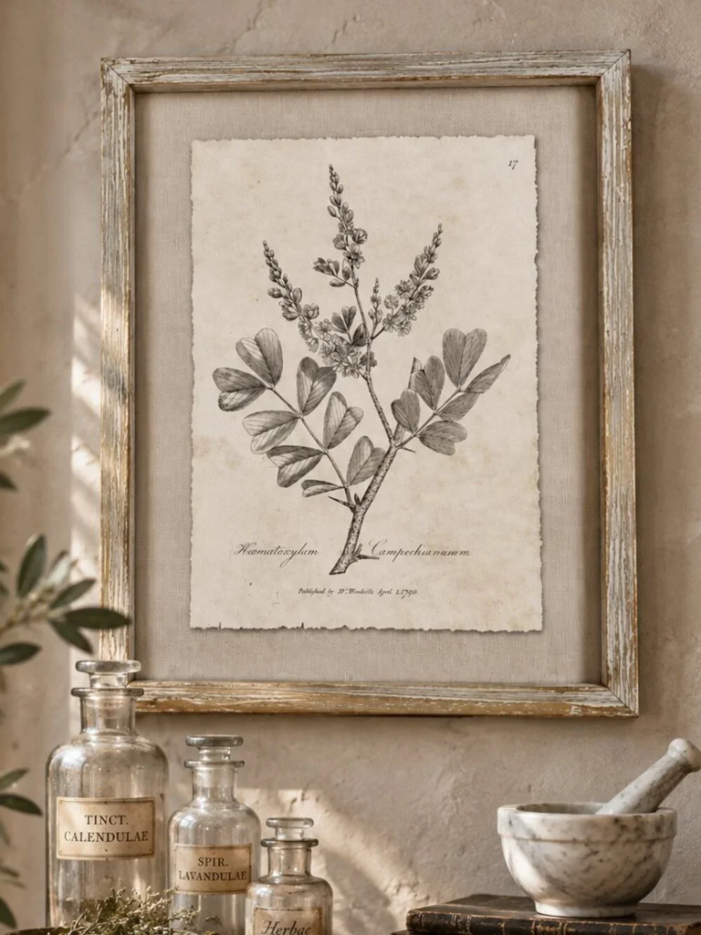 Vintage Framed Haematoxylum Campechianu Botanical Sepia Print Medical Botany Art